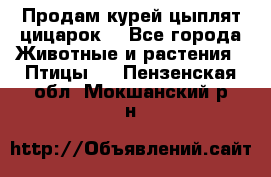 Продам курей цыплят,цицарок. - Все города Животные и растения » Птицы   . Пензенская обл.,Мокшанский р-н